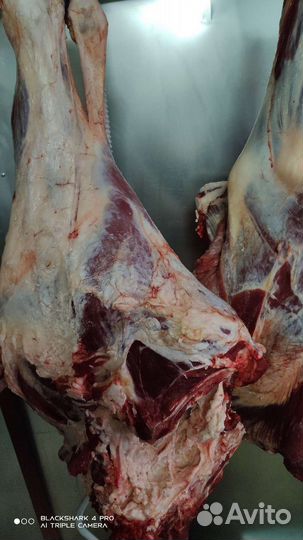 Говядина 550, баранина 650,сыр брынза, молоко