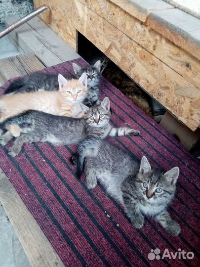 Котята в добрые руки