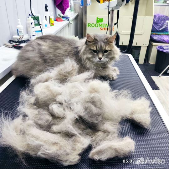 Ультразвуковая чистка зубов стрижка собак и кошек