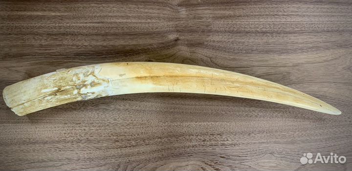 Мамонт бивень