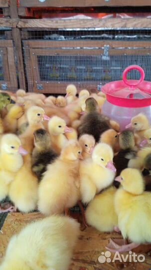 Продажа суточной и подрощенной птицы