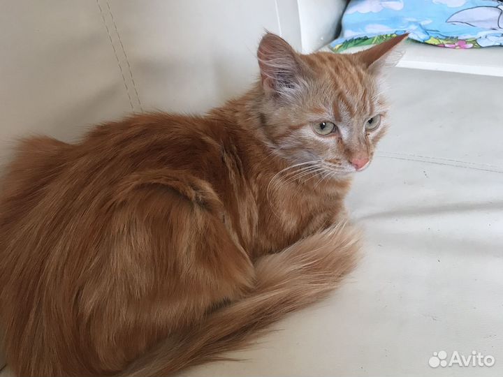 Котик в добрые руки