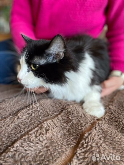 Кошка молодая в добрые руки