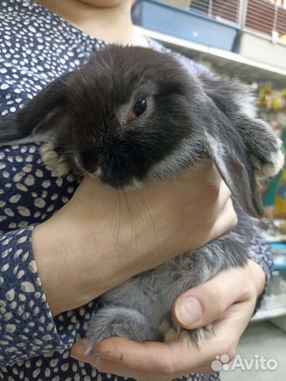 Кролик баран вислоухий