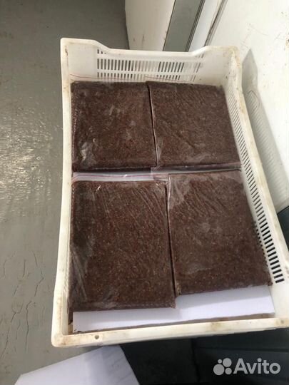 Рачок Артемии замороженный