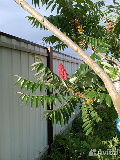 Саженцы сумах оленерогий