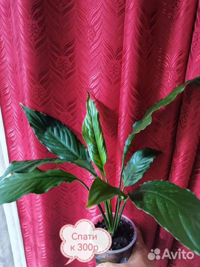 Комнатные цветы