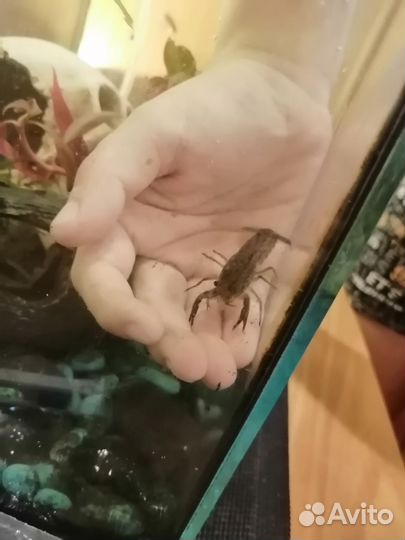 Аквариумные раки