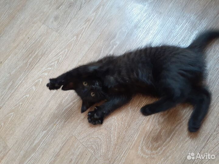 Котята в добрые руки бесплатно