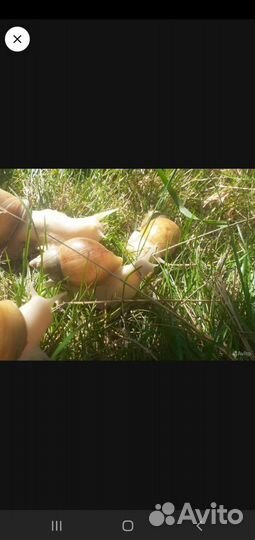 Ахатины альбиносы