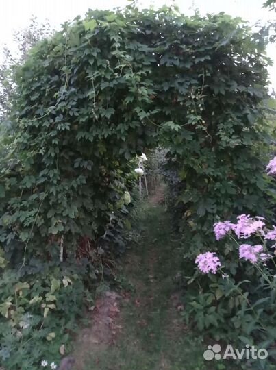 Хмель (вьюн)