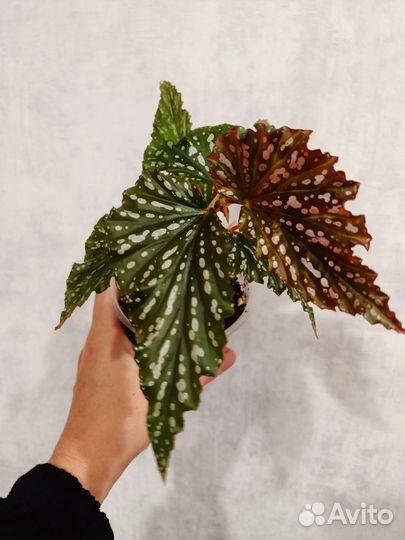 Бегония кейн