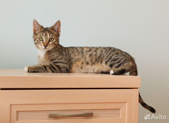 Котёнок в хорошие руки