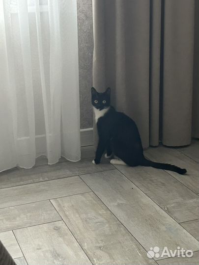 Котик бесплатно