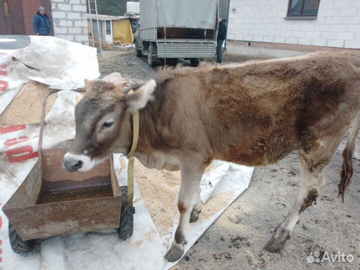 Продам тёлочку