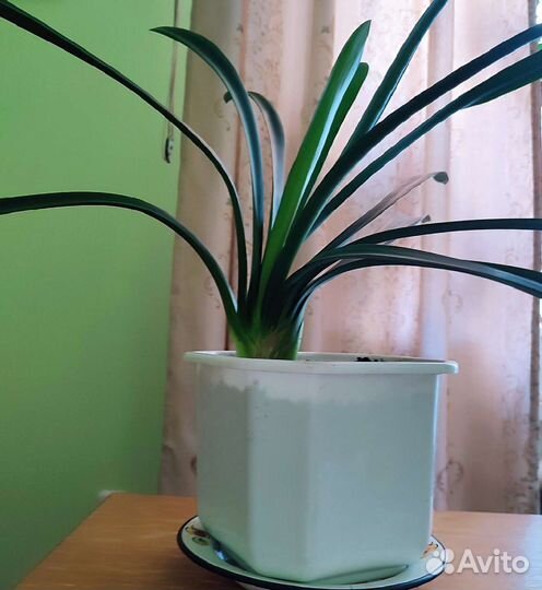 Амариллис, комнатный цветок