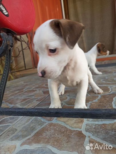 Щенки джек Рассел терьер гладкошерстный