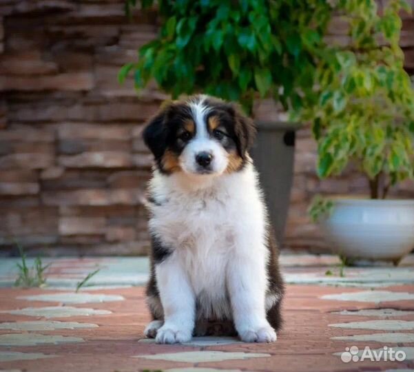 Щенки Австралийской овчарки
