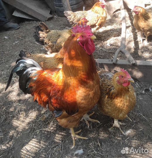 Куры и петухи