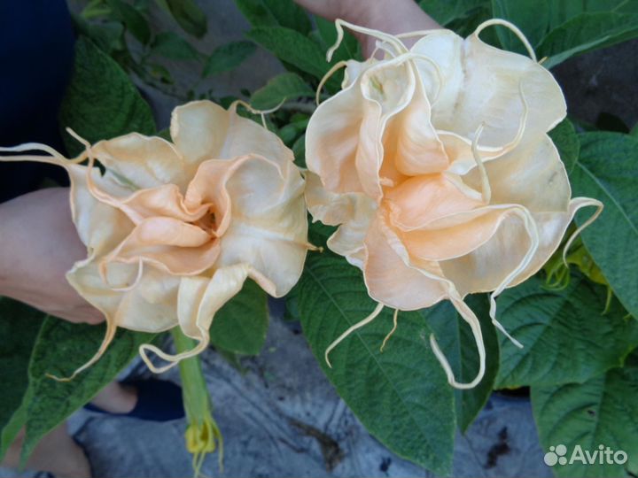 Бругмансии махровые