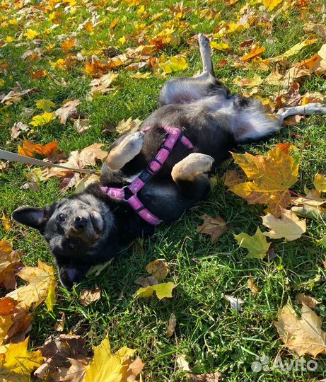 Маленькая собака в добрые руки бесплатно