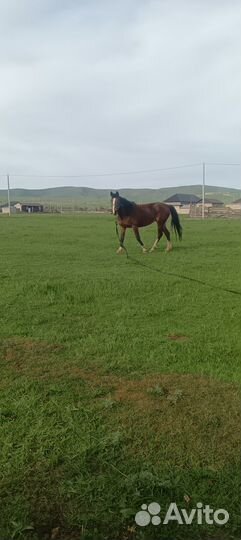Лошади на Продажу