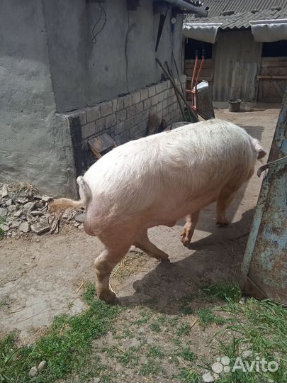 Хряк на племя