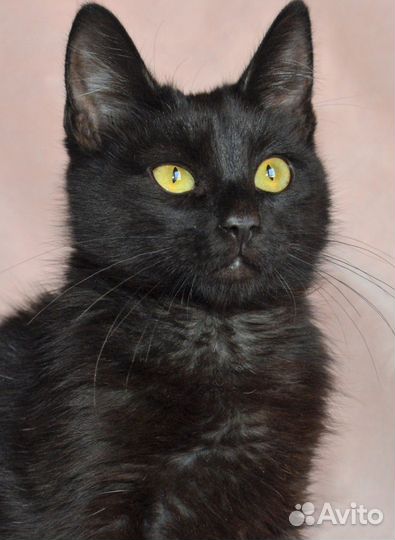 Блэкки ищет дом