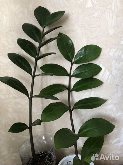 Замиокулькас