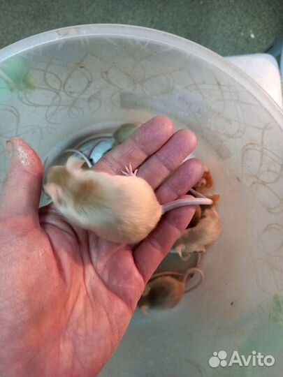 Сатиновые мыши