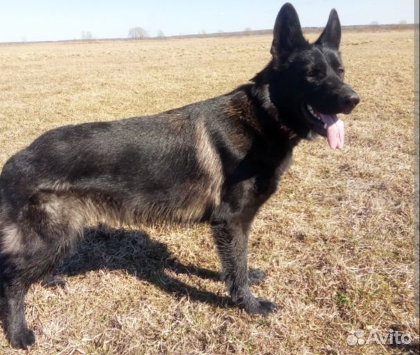 Щенки немецкой овчарки даром в хорошие руки