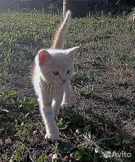 Котята бесплатно