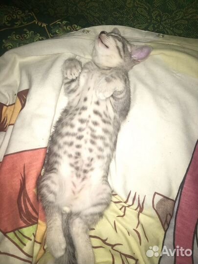 Британский кот