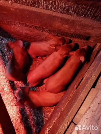 Поросята породы дюрок