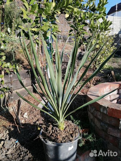 Саженец Юкки