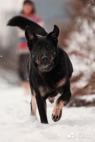 Славный пёся Ким мечтает о доме