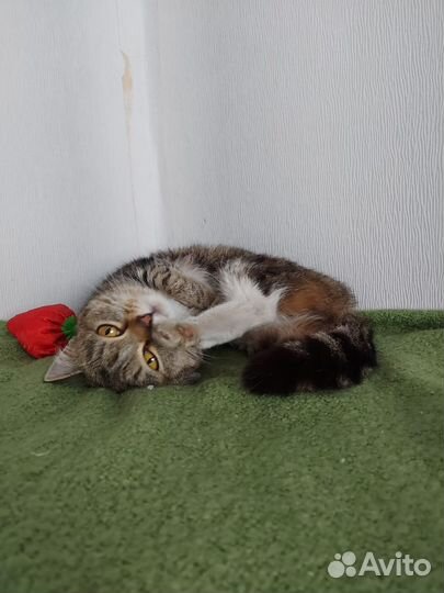 Кошечка стерилизованная