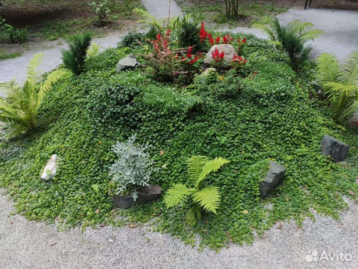 Лизимахия (вербейник монетчатый) черенки