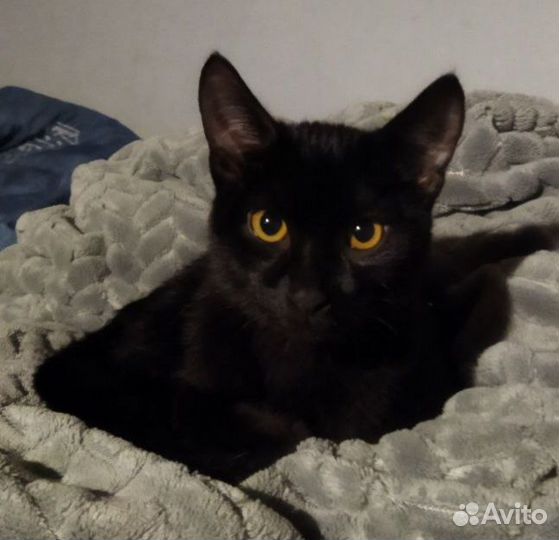 Найден котенок