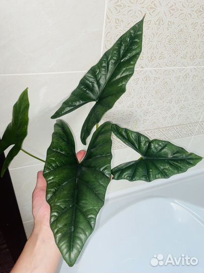 Алоказия симпо