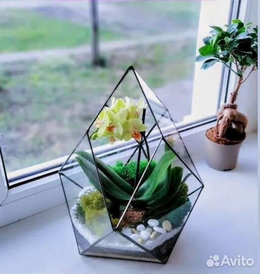 Комнатные растения. Флорариум