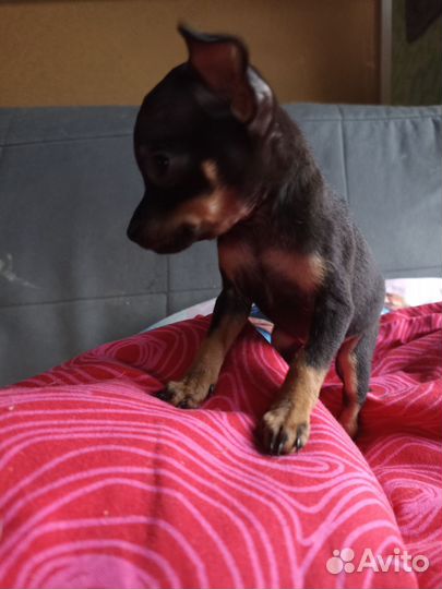 Мини той-терьер