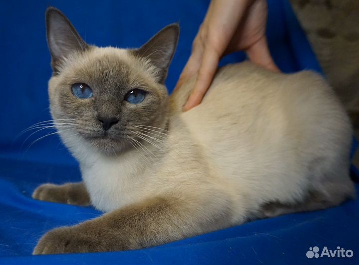 Тайские котята сил/блю пойнт разных возрастов