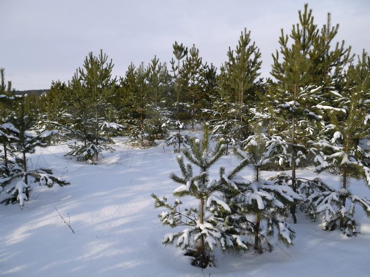 Участок 25 сот. (СНТ, ДНП)