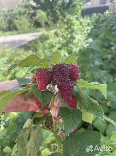 Продаю ремонтантную малину