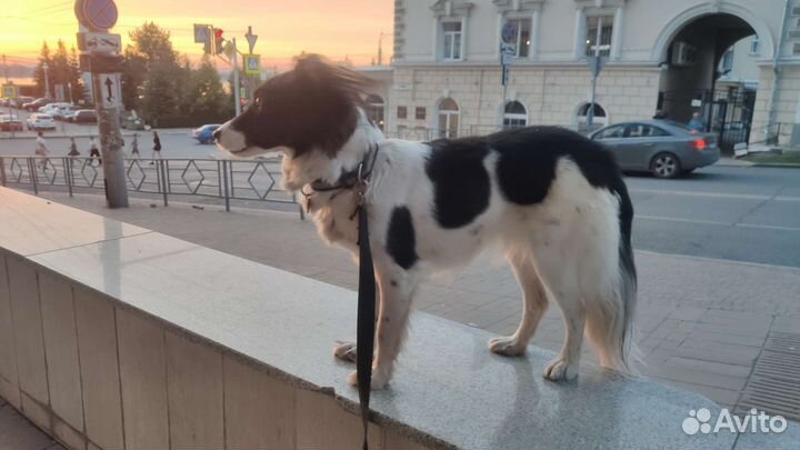 Отдам собаку в добрые руки