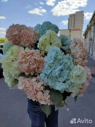 Гортензия. За одну