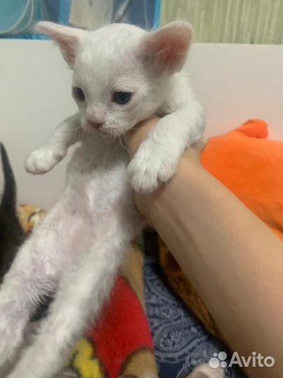 Британские котята