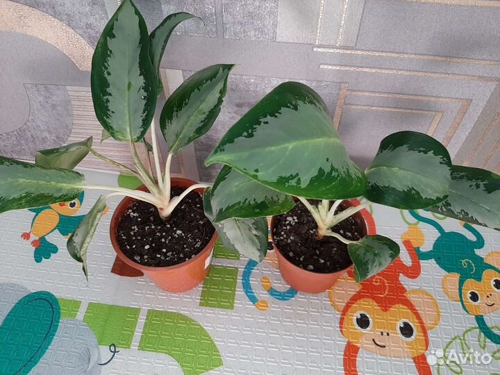 Аглаонема уши слона