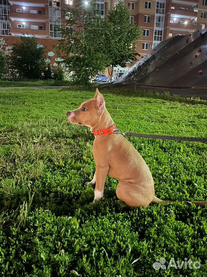 Домашние животные